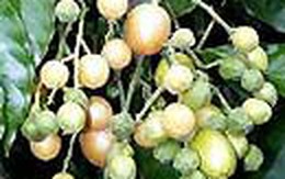 Chữa nấc bằng mẹo